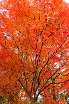 Vibrant orange hues of a Japanese maple tree in autumn, capturing the essence of fall.