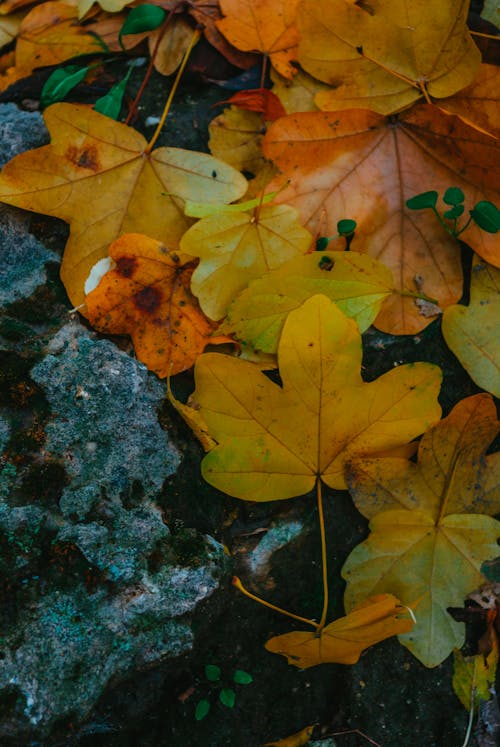 Immagine gratuita di autunno, avvicinamento, caduto