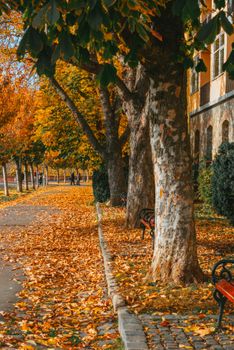 Scenic autumn pathway with vibrant foliage and fallen leaves, ideal for fall themes.