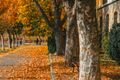 autumn