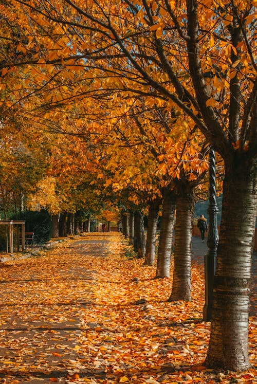 A Row of Trees During Autumn Season 