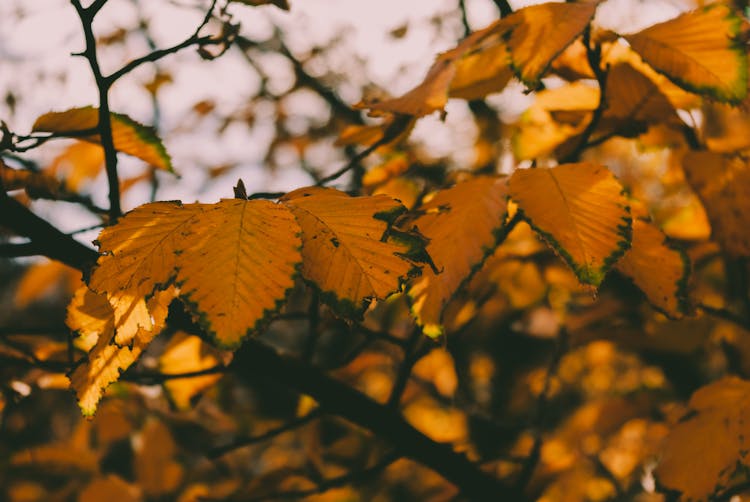 Yellow Leaves In Autumn