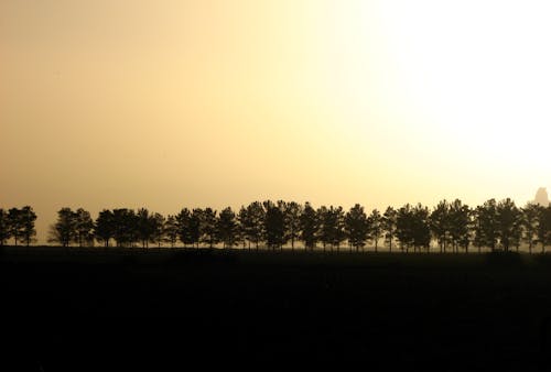 Ingyenes stockfotó ég, fák, Napkelte témában Stockfotó