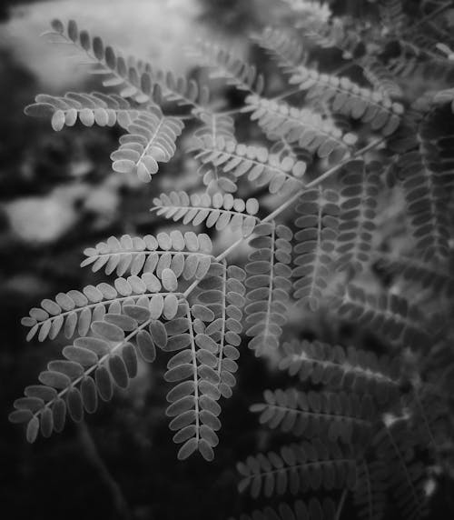 Free Grayscale Photo of Plant Leaves Stock Photo
