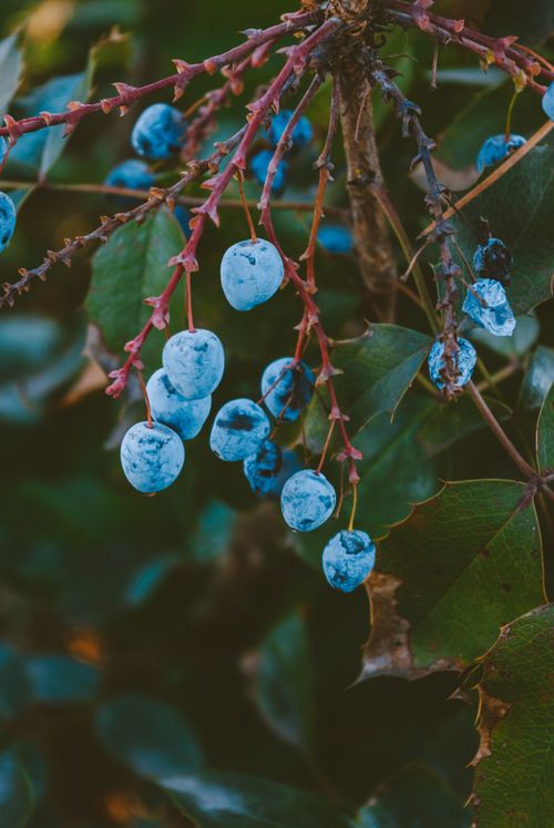Free Detailed view of vibrant blue berries hanging on a branch surrounded by green leaves. Stock Photo