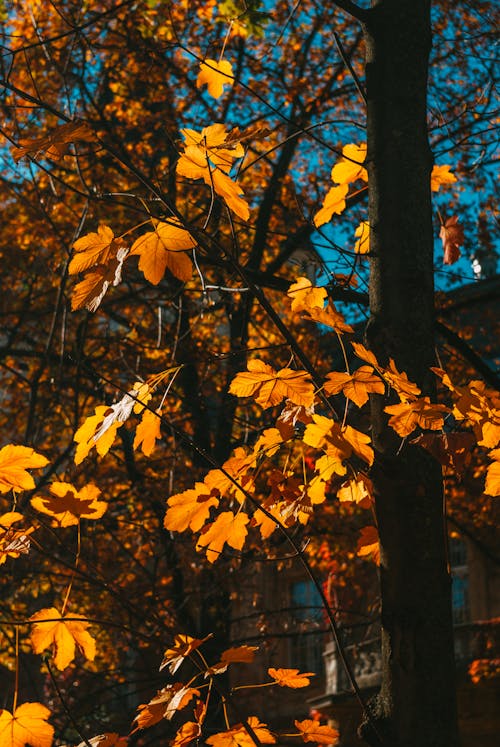 Ücretsiz ağaç gövdesi, ağaçlar, akçaağaç yaprakları içeren Ücretsiz stok fotoğraf Stok Fotoğraflar