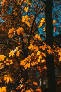 Vibrant yellow maple leaves in fall against a historical building background.