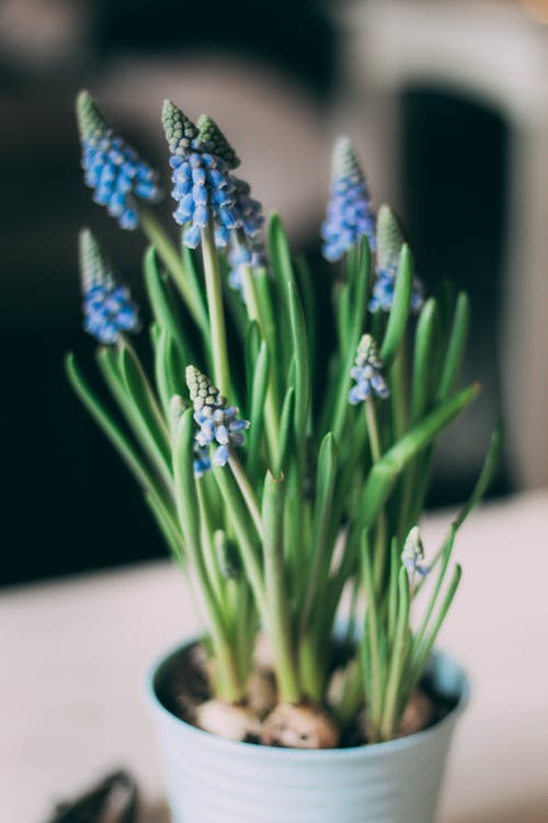 Close Up Photo of Blue Flowers in Vase
