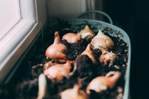 White Onions on Soil