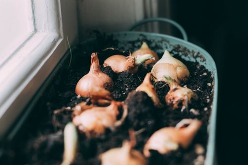 Free Close-up of onion bulbs sprouting in soil inside a house, natural light. Stock Photo
