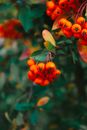 Close-up of a Narrowleaf Firethorn