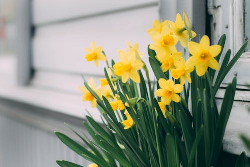 Nahaufnahme Fotografie Der Gelben Blumen