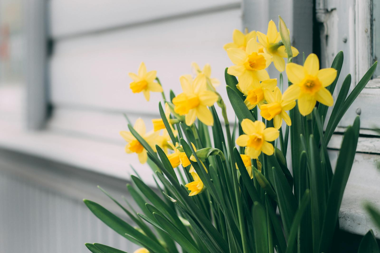 Calgary Real Estate Market Report – Seton April 2025