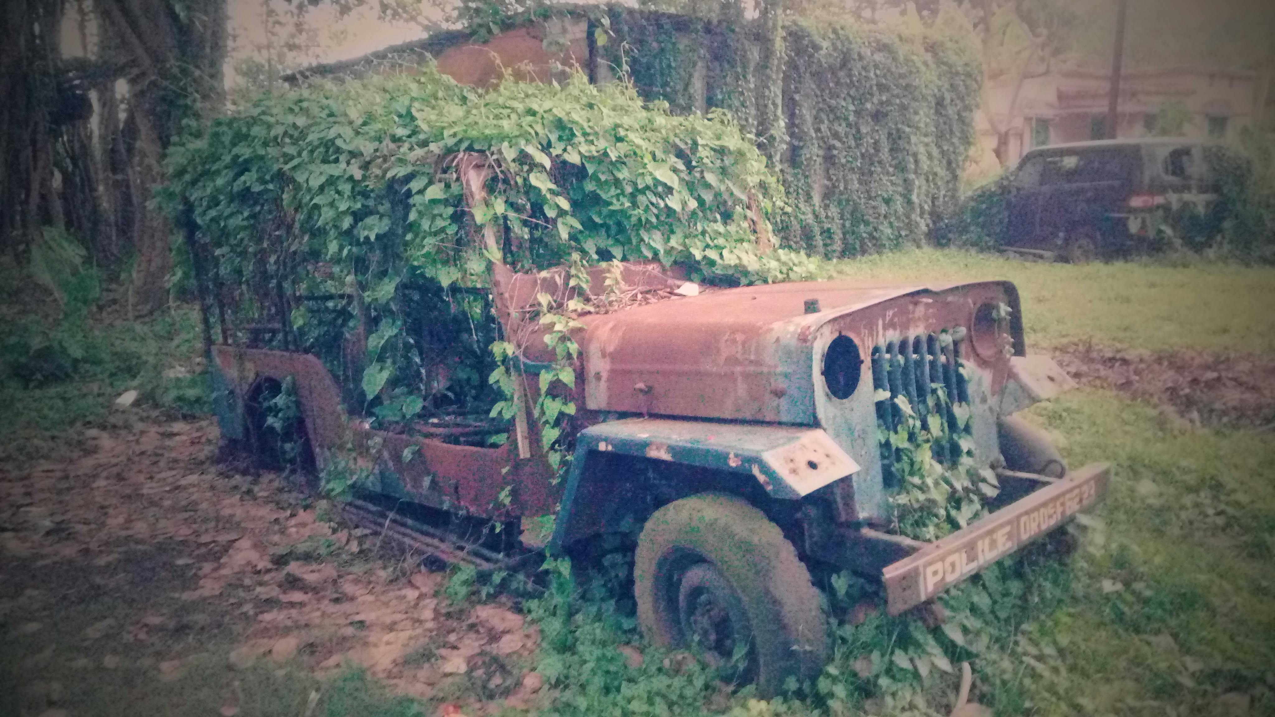 Free stock photo of green leaves, old car, Old Jeep