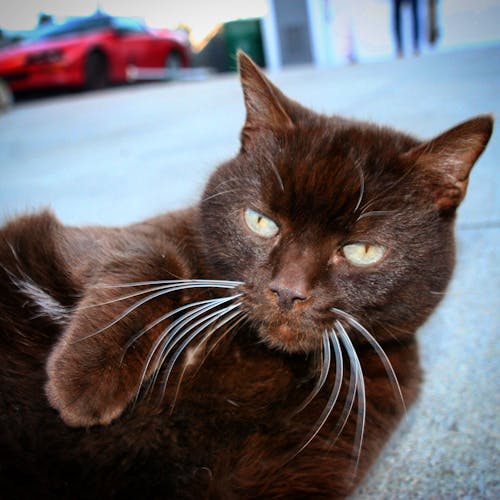 Free stock photo of cat, cats