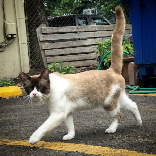 Free stock photo of cat, cats