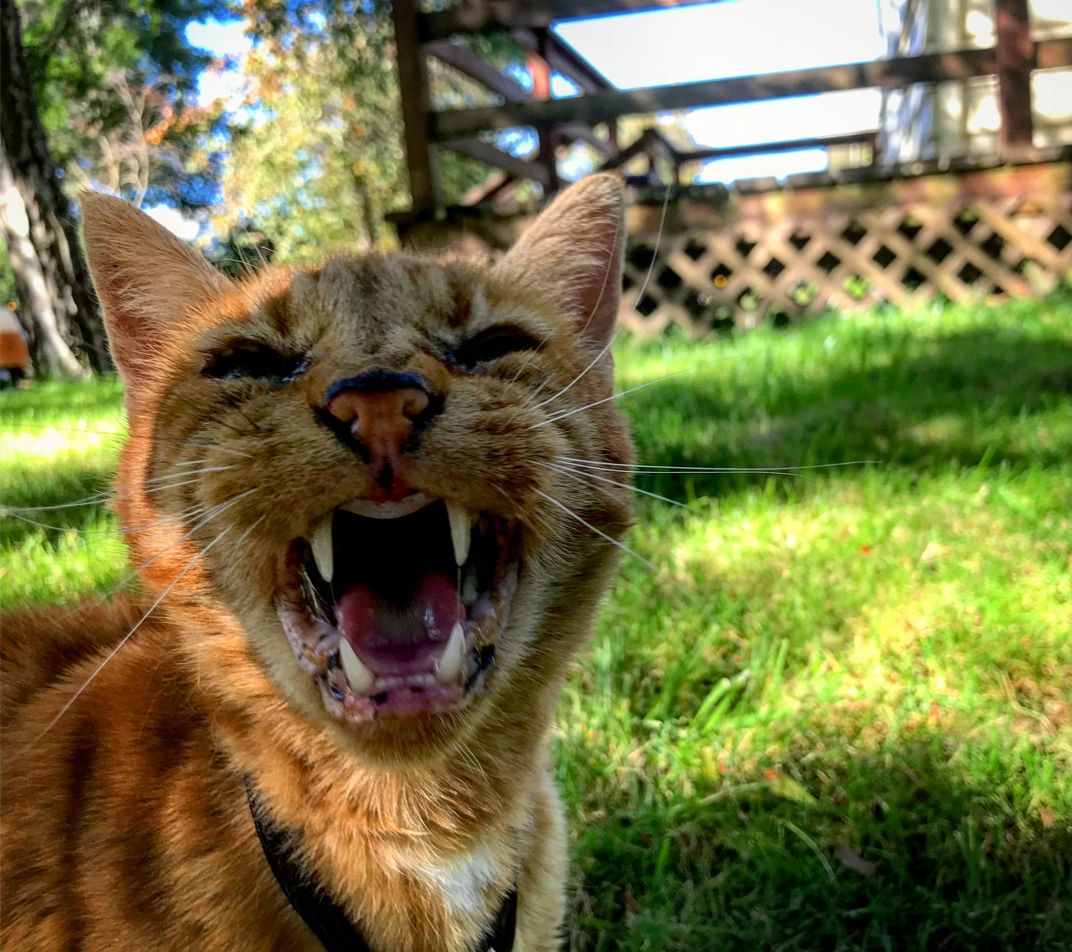 Free stock photo of cat, cats, teeth