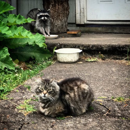 Free stock photo of cat, cats