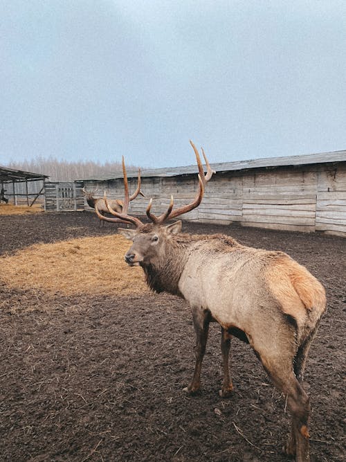 Základová fotografie zdarma na téma farma, jelen, živočišná výroba