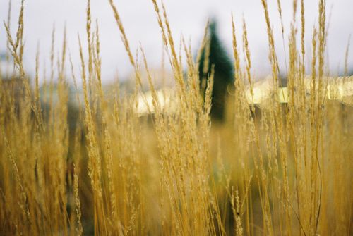 Free Tranquil view of wheat stalks near Saint Petersburg, capturing rustic charm and natural growth. Stock Photo