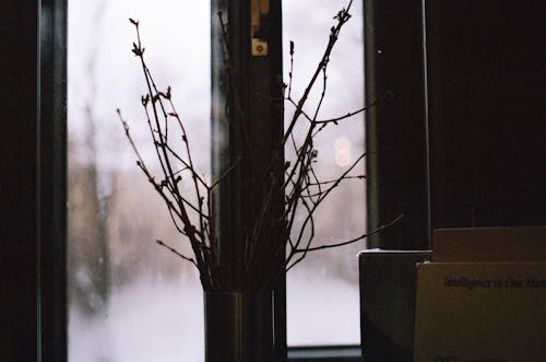 Бесплатное стоковое фото с веточки, комнатное растение, окна