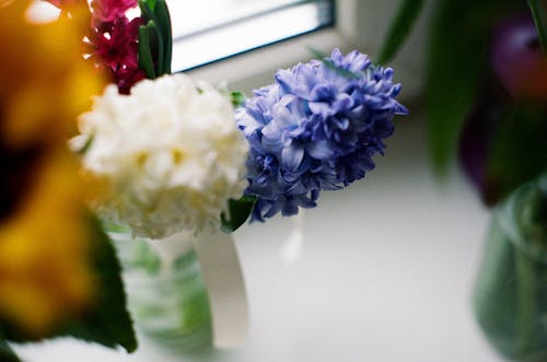 Бесплатное стоковое фото с ваза, весенние цветы, красивый