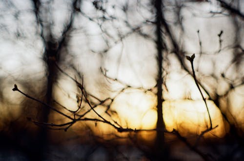 Leafless Branch in Sunset Light in Background