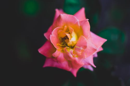 Free Pink Rose Stock Photo