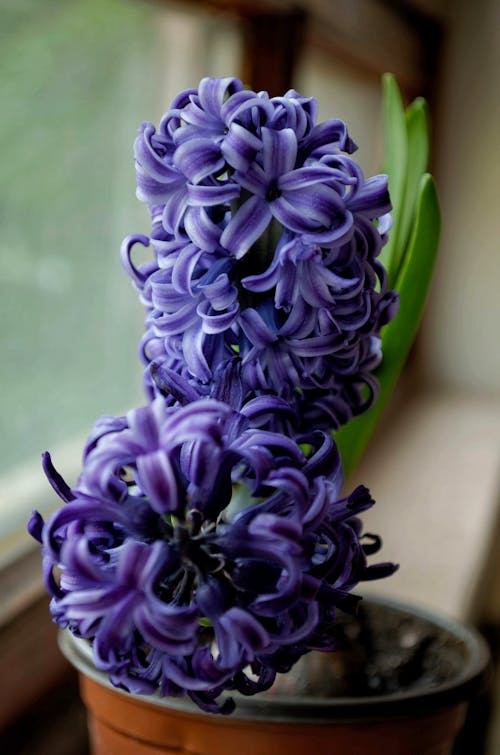 紫色のヒヤシンスの花のセレクティブフォーカス写真