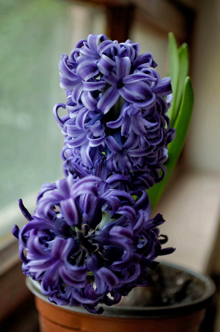 Selective Focus Photography Of Purple Hyacinth Flower