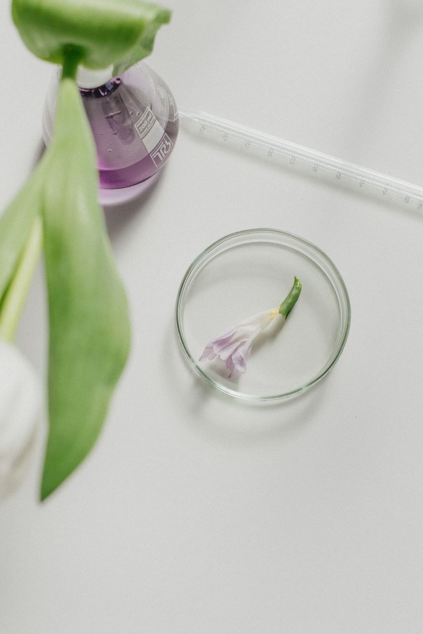 Controlled plant extract research in laboratory glassware, reflecting how ashwagandha evidence comes from studied formulations rather than generic wellness claims.