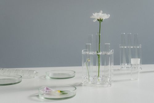 Free A flower in a test tube rack with petri dishes on a clean surface. Stock Photo