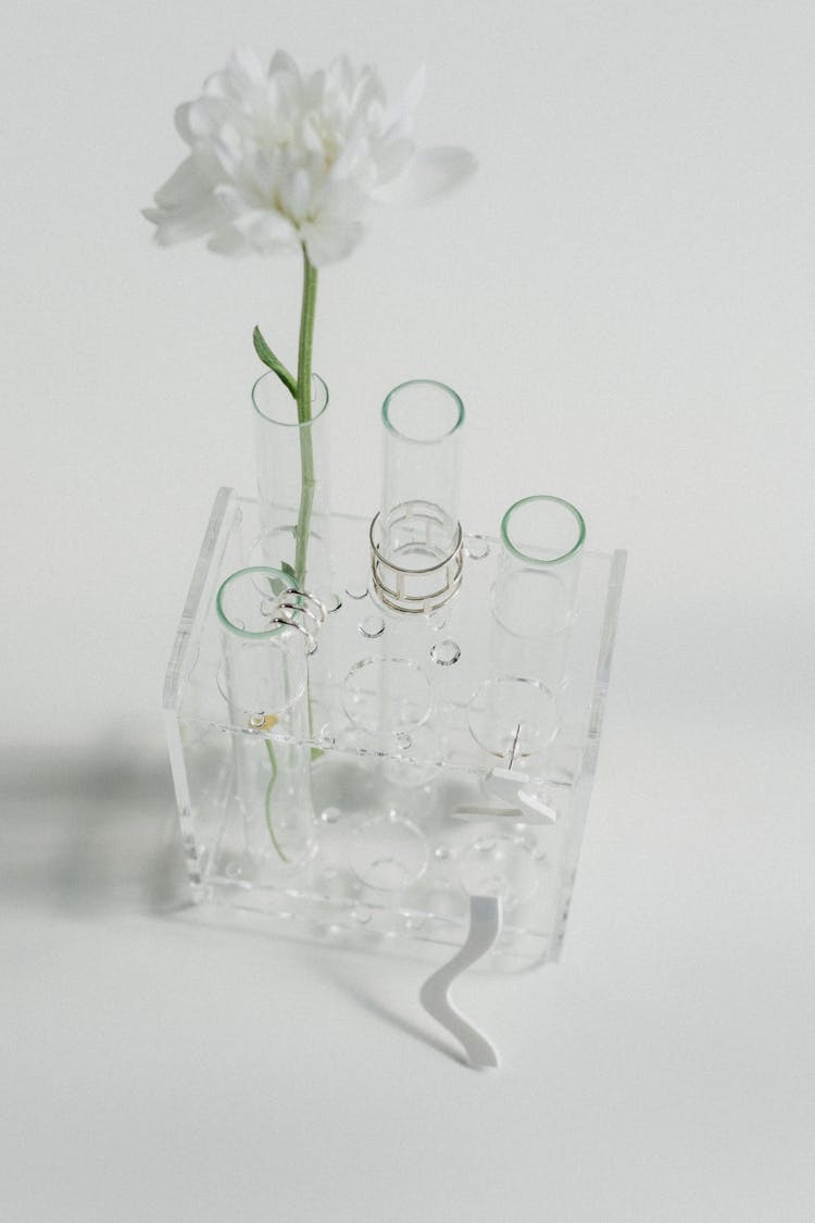 A White Flower On A Test Tube