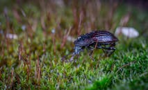 充满活力的绿色苔藓上，甲虫的宏观特写镜头细致地展现了复杂的自然纹理