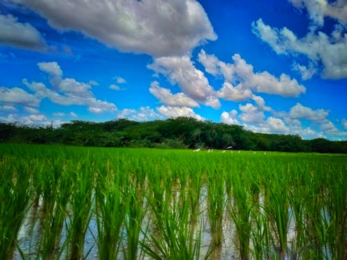 Foto stok gratis agrikultura, hijau, langit