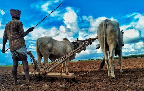 Foto stok gratis agrikultura, Desa, kehidupan