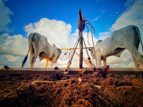 Foto stok gratis agrikultura, kehidupan, kehidupan desa