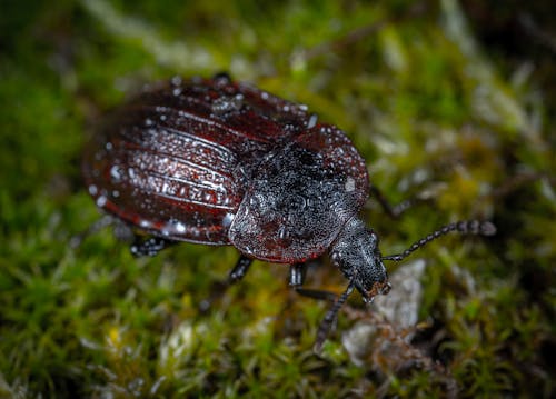 Free Closeup Photo of Brown and Black Beetle on Green Grass Stock Photo