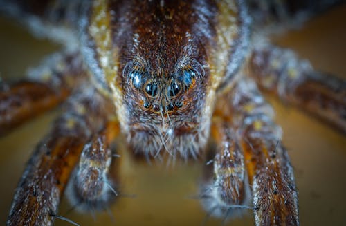 Micro Photo of Brown Jumping Spider