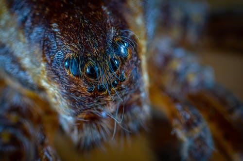 Macro Photography of Brown Spider