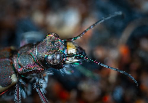 Shallow Focus Photography of Black Insect