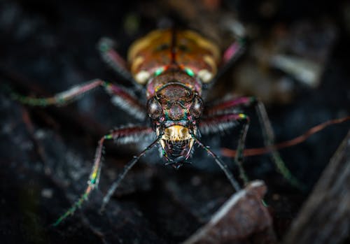 Close Up Foto Van Jewel Beetle