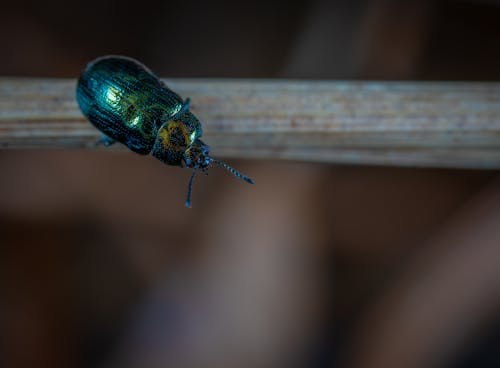 Free Close Up Photo of Green Beetle Stock Photo
