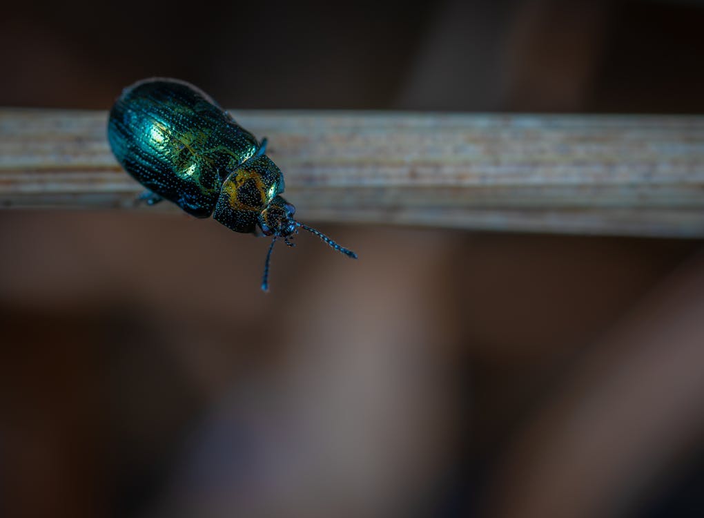 Close Up Photo of Green Beetle