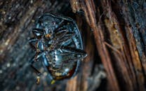 甲虫在木制表面上的详细宏观图像