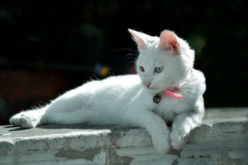 Безкоштовне стокове фото на тему «кішка, котяче око, коханець»
