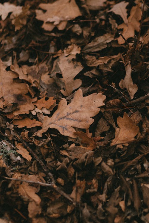 Photo of Autumn Leaves · Free Stock Photo
