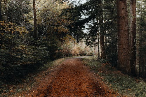 An Unpaved Road in a Forest