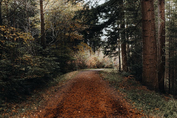 An Unpaved Road In A Forest