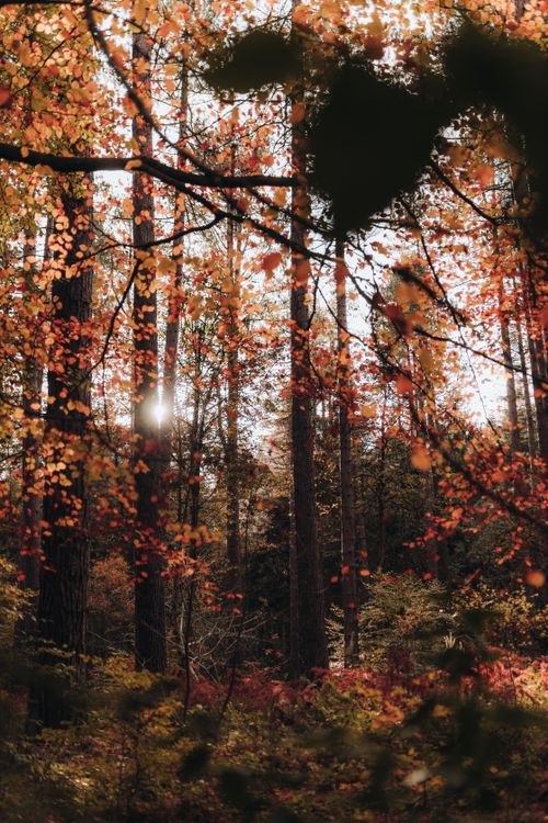 Free Tranquil autumn forest with sunlight filtering through vibrant orange leaves, capturing the essence of fall. Stock Photo